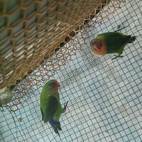 کوتوله برزیلی