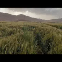 گندم آبی فرانسوی رقم آناپورنا|عمده‌فروشی|بلداجی, |دیوار