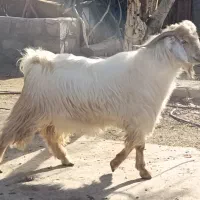 بزنر،سابرین