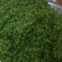 سبزی تازه هر روز را با ما تجربه کنید