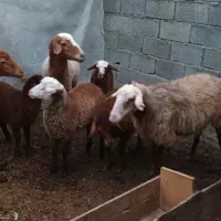 فروش سه عدد گوسفند و چهار عدد بره