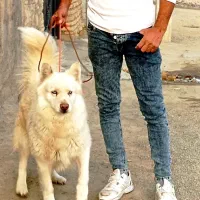 سگ هاسکی اصیل مالاموت سامویید دورگه