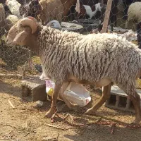 قوچ چینی بازدید ریگان بم