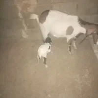 بزوکره بومی