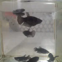 فایتر پلاکت|ماهی|تهران, تهرانپارس جنوبی|دیوار