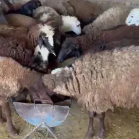 بره نر ماده|حیوانات مزرعه|گنبد کاووس, |دیوار