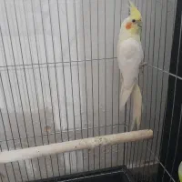 عروس هلندی|پرنده|بروجرد, |دیوار