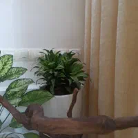 ب دلیل  مهاجرت|گل و گیاه طبیعی|مریوان, |دیوار