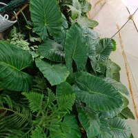 فروش بابا آدم های یک‌ونیم‌ودومتری|گل و گیاه طبیعی|مشگین شهر, |دیوار