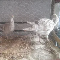 بوقلمون سه ماهه