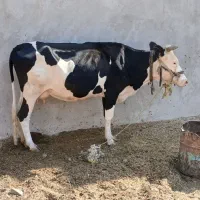 دوعددگاوابستن