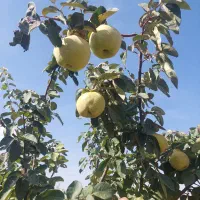 فروش-باغ-میوه