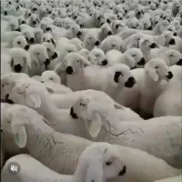 گوسفند زنده قربانی وخون وعقیقه