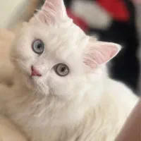 گربه پرشین ماده