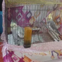 یک جفت عروس هلندی|پرنده|رشت, جانبازان|دیوار