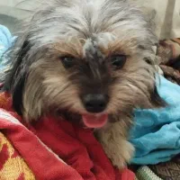 پت شیتزو پامر 8ماهه نر تربیت شده فی2|سگ|گلستان (تهران), |دیوار