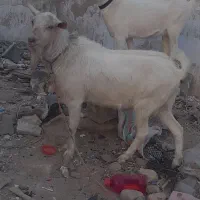 بزونربزسانن|حیوانات مزرعه|زاهدان, |دیوار