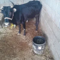 گاو محلی دورگ با ۴ کیلو شیر پر چرب وبا گوساله نر|حیوانات مزرعه|آق قلا, |دیوار