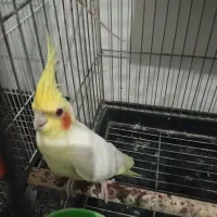 عروس هلندی|پرنده|تربت جام, اسماعیل آباد|دیوار