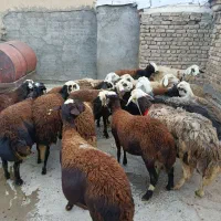 میش و بره افشاری قوچ