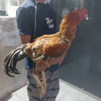 خروس لاری درجه یک