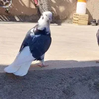 کبوتر پرشی|پرنده|سراب, |دیوار