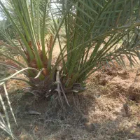 پاجوش برحی