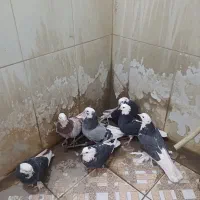 کبوتر زوردار همه بضمانت