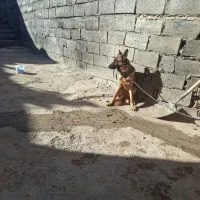 شهرکرد|سگ|لاران, |دیوار