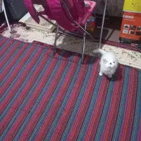 گربه پرشین ۶ماهه سفید حرف گوش کن