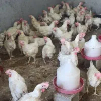 جوجه محلی|حیوانات مزرعه|اهرم, |دیوار