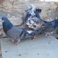 کبوترکبکی تضمینی