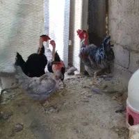 سلام ۴ عدد مرغ وخروس گردن لخت جوان|حیوانات مزرعه|راور, |دیوار