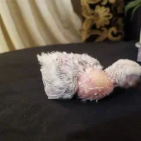 بچه کرینچیگ و برزیلی|پرنده|شاهرود, |دیوار