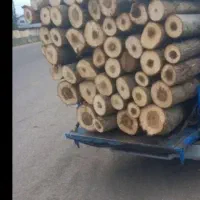 خرید چوب ودرخت|خدمات باغبانی و درختکاری|زنجان, |دیوار