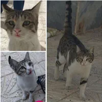 گربه ماده گمشده قم،بوستان الغدیر،بلوارغدیر،پردیسان