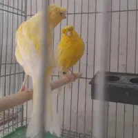 جفت قناری کاکلی زرد|پرنده|فولادشهر, باغشاد|دیوار