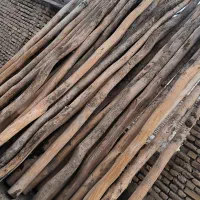 چوب سنوبر+هزان بزرگ