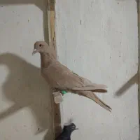 ماده زرد