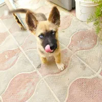 سگ گم شده|حیوانات|ارومیه, |دیوار