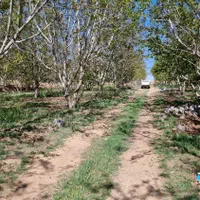 زمین کشاورزی در شوراب صغیر|فروش زمین و ملک کلنگی|شهرکرد, |دیوار