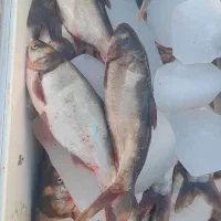 ماهی تازه|ماهی|اسلام‌‌آباد غرب, |دیوار