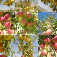 باغبانی ، باغبان هستم