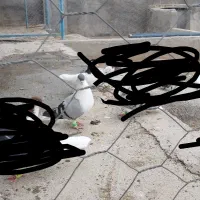 کبوتر ساده سبز