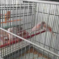 قناری ماده موزاییکی سرخ اورجینال