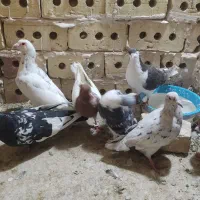 8 تا کفتر پرشی