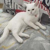 واگذاری گربه بریتیش