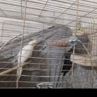 عروس هلندی اهلی مولد