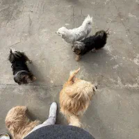 واگذاری تعدادی سگ شیتزو|سگ|صفادشت, |دیوار