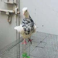 قفس هشت خان
